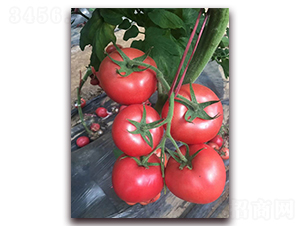 ����T707-���ӷ��ѷN��-�r(n��ng)֮��(r��n)