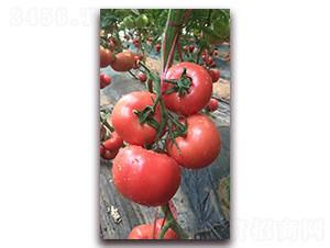 �͟�Խ��Ʒ�NT708-���ѷN��-�r(n��ng)֮��(r��n)