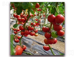 ��TV���t�N��-�r(n��ng)֮��(r��n)