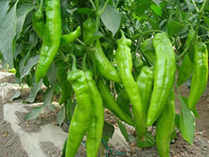 �ꝙ6-�����N��-�r(n��ng)֮��