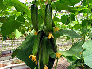 ���S9-�S�ϷN��-�r(n��ng)֮��