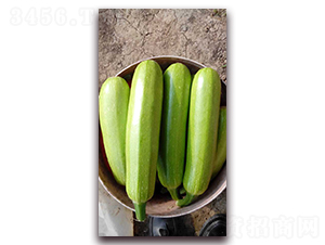 壽研一號(hào)-西葫蘆種子-農(nóng)之潤(rùn)