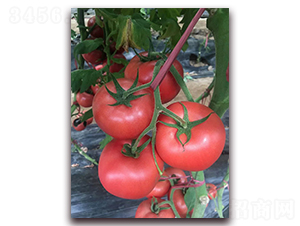 Խ������Ʒ�NT706-�r(n��ng)֮��