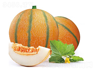 �S�����-��ϷN��-�߶˷N�I(y��)