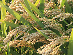 ���r(n��ng)��10̖(h��o)-�����N��-�н��N�I(y��)