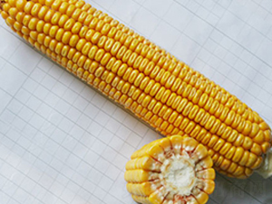 �н���1̖-�s�����׷N��-�н��N�I(y��)