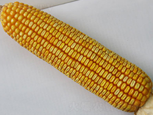 �н���6̖-�s�����׷N��-�н��N�I(y��)