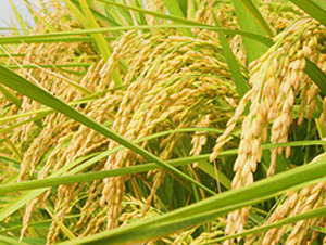 ����(y��u)5̖(h��o)-�s�������N��-�н��N�I(y��)