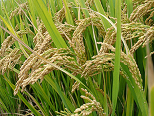 ����(y��u)4̖(h��o)-�s�������N��-�н��N�I(y��)