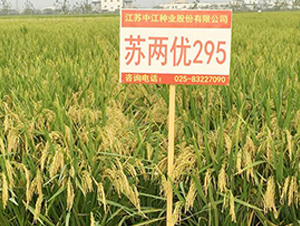 �K�Ƀ�(y��u)295-�s���i���N��-�н��N�I(y��)