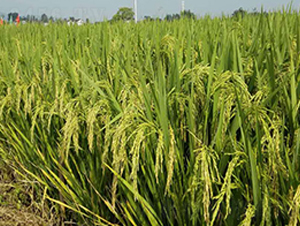 �Ƀ�(y��u)8025-�s���i���N��-�н��N�I(y��)