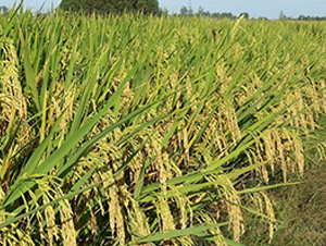 �}�Ƀ�(y��u)888-�s���i���N��-�н��N�I(y��)