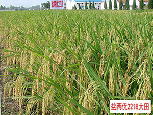 �}�Ƀ�(y��u)2218-�s���i���N��-�н��N�I(y��)