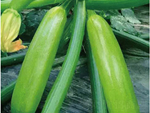 �߶����-�����J�N��-�߶˷N�I(y��)