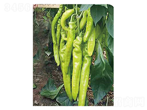 �߶˽���-�����N��-�߶˷N�I(y��)