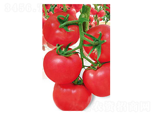 �t��-���ѷN��-�߶˷N�I(y��)