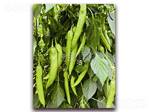 ������̖(h��o)-�����N��-�ƈD�N�I(y��)