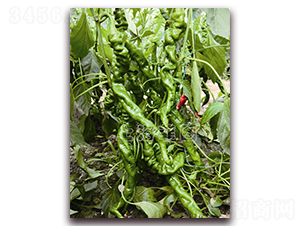 �G�]4394-�����N��-�ƈD�N�I(y��)