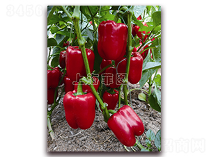 �Aҫ-�𽷷N��-�ƈD�N�I(y��)