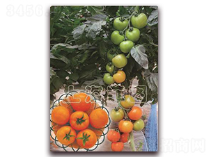 ���һ̖(h��o)-��ɫ���ѷN��-�ƈD�N�I(y��)