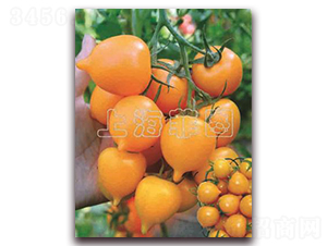 ����һ̖(h��o)-��ɫ���ѷN��-�ƈD�N�I(y��)