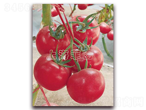 ������Ⱥ-��TY�۹����ѷN��-�ƈD�N�I(y��)