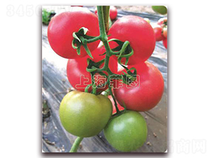 ������̖-��TY�۹����ѷN��-�ƈD�N�I(y��)