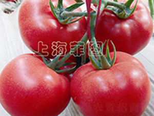 ���Ǳ���-��TY�۹����ѷN��-�ƈD�N�I(y��)