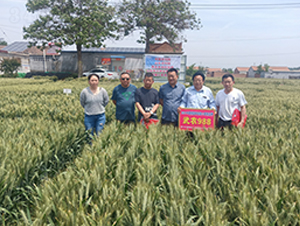 ���r(n��ng)988С���N�ӬF(xi��n)���^Ħ��