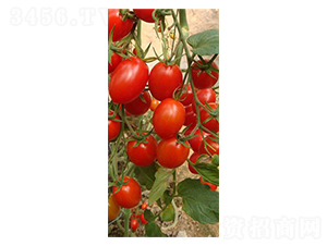 �t����-ʥŮ���N��-���̰��N�I(y��)