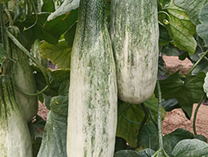 �������ϷN��-�A�~�N�I(y��)