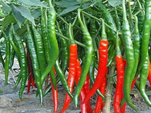 ����һ̖����-�����N��-�A�~�N�I(y��)