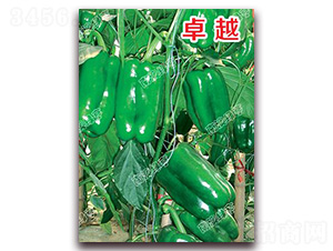 ׿Խ-�𽷷N��-�ϰľG��