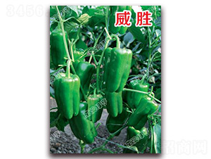 ����-�𽷷N��-�ϰľG��