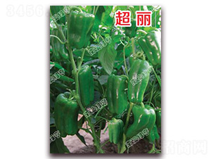 ����-�𽷷N��-�ϰľG��