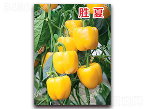 ����-�𽷷N��-�ϰľG��