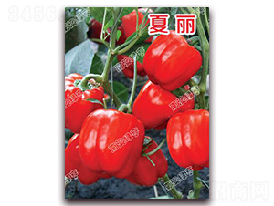 ����-�𽷷N��-�ϰľG��