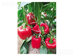 ������̖-�����N��-Ӣ���m��