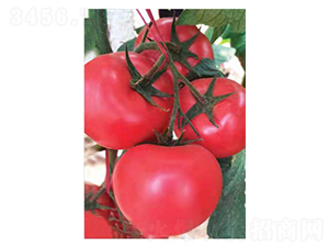 ������10̖-���t���N��-Ӣ���m��