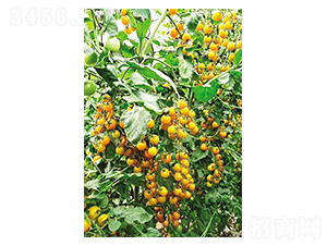 �S��-ʥŮ���N��-Ӣ���m��