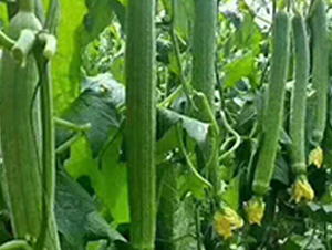 �оG�z��-�z�ϷN��-Ӣ���m��