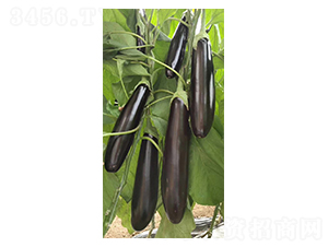 ���m����-���ӷN��-Ӣ���m��