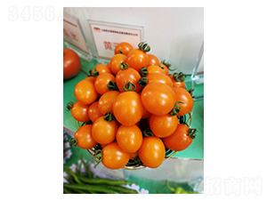 ʥŮ���N��-Ӣ���m��