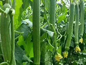 �z�ϷN��-Ӣ���m��