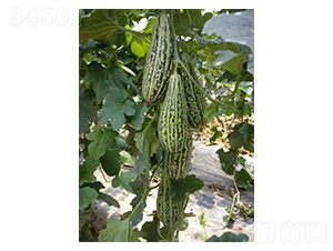 ��ϷN��-Ӣ���m��