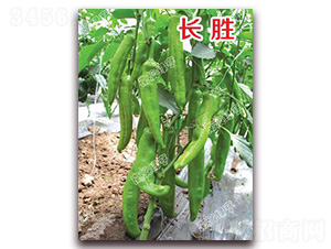 �L��-�⽷�N��-�ϰľG��