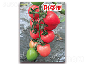 ������-��ɫ���ѷN��-�ϰľG��