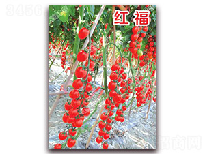 �t��-���ҷ��ѷN��-�ϰľG��