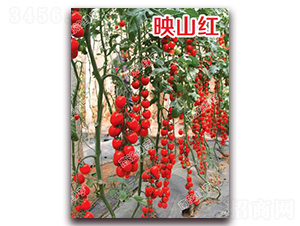 ӳɽ�t-���ҷ��ѷN��-�ϰľG��