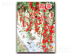 ϼ��-���ҷ��ѷN��-�ϰľG��